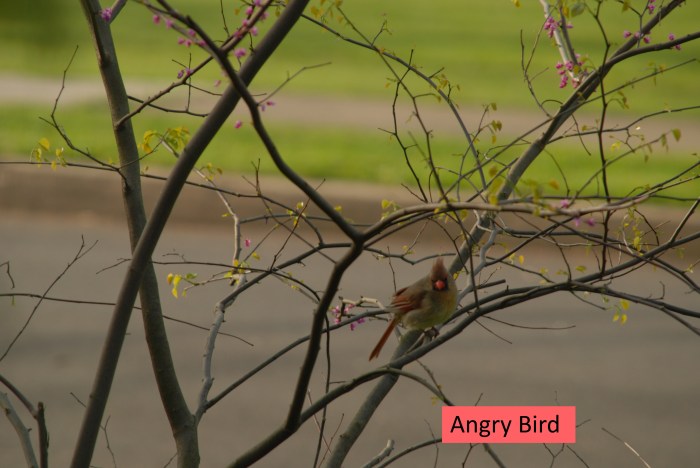 AngryBird.jpg